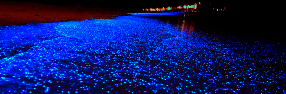 LAGUNA DEMANIAL TEPECOAX